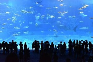 Who’s in the Aquarium: Fish or People?